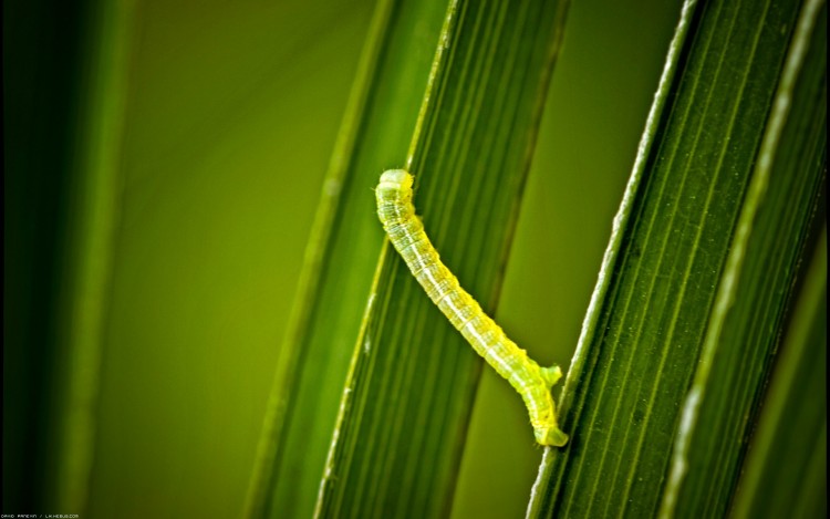 Wallpapers Animals Insects - Caterpillars Petit tre vert