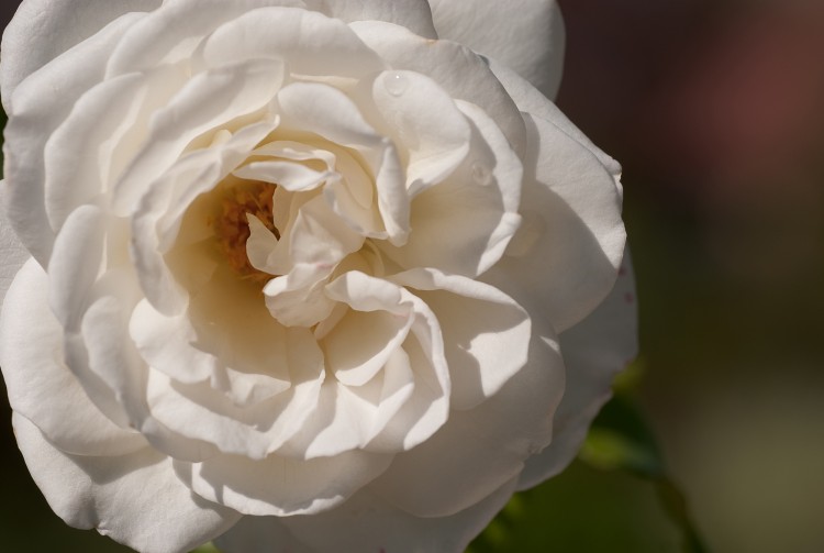 Wallpapers Nature Flowers Belle rose blanche