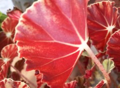 Wallpapers Nature Macro - Red Leaf