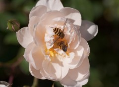 Wallpapers Nature Duo de butineuses dans une jolie rose blanche