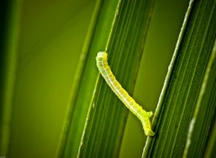 Wallpapers Animals Petit tre vert