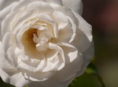 Wallpapers Nature Belle rose blanche