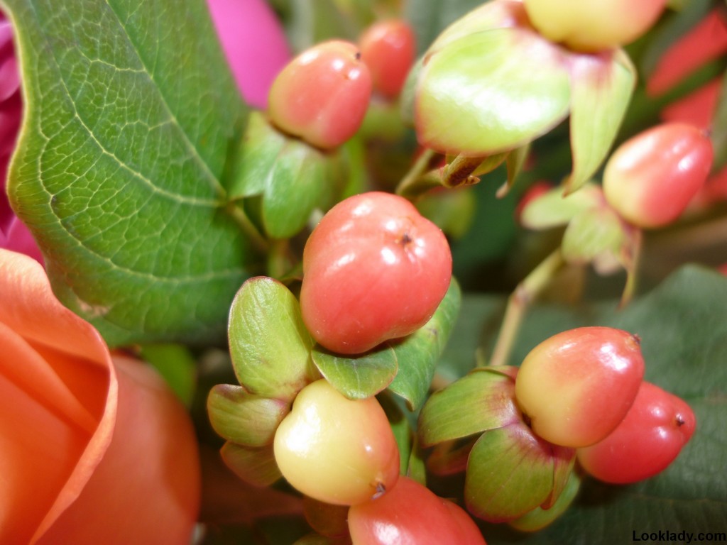 Fonds d'cran Nature Plantes - Arbustes 