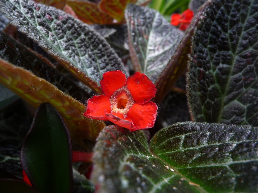 Fonds d'cran Nature Fleurs une fleur si bien accompagne