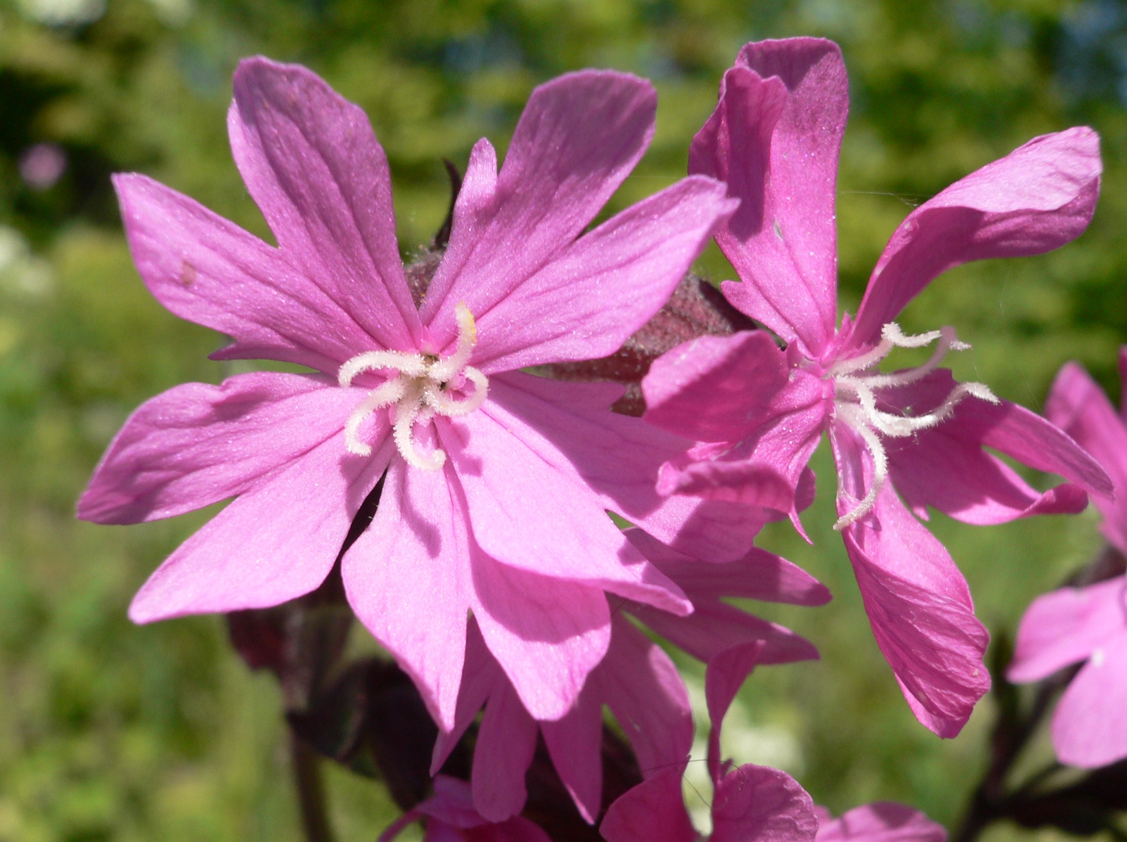 Fonds d'cran Nature Fleurs 