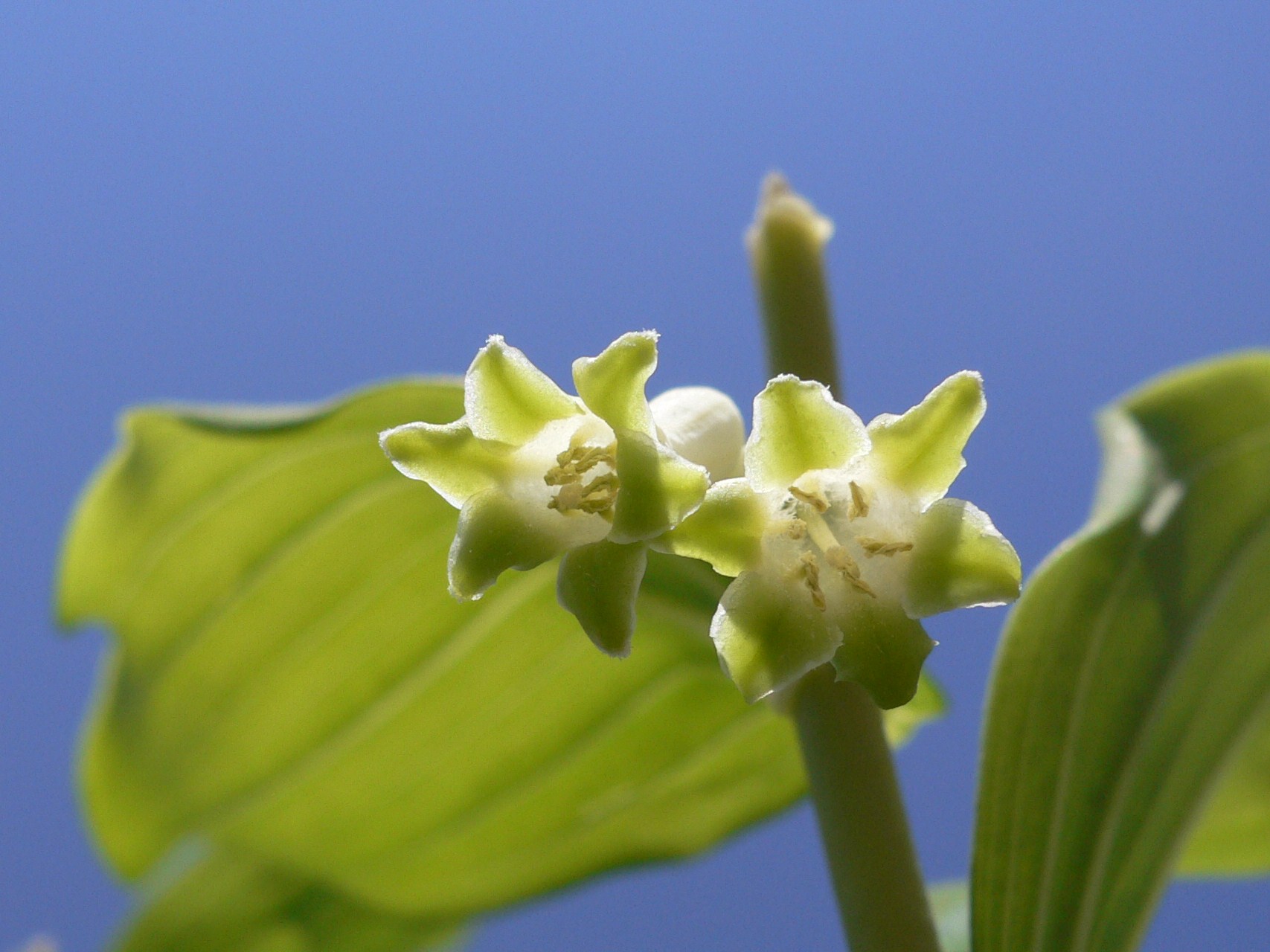 Fonds d'cran Nature Fleurs 