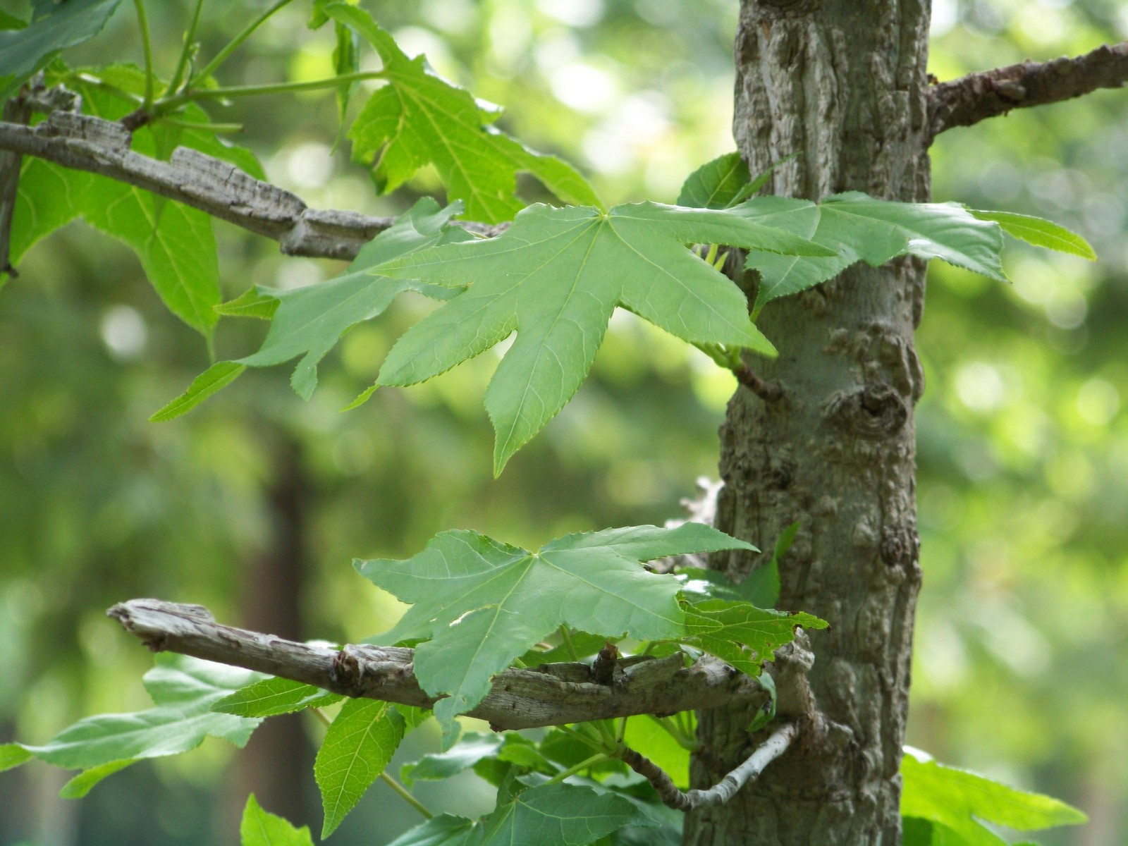 Fonds d'cran Nature Feuilles - Feuillages 