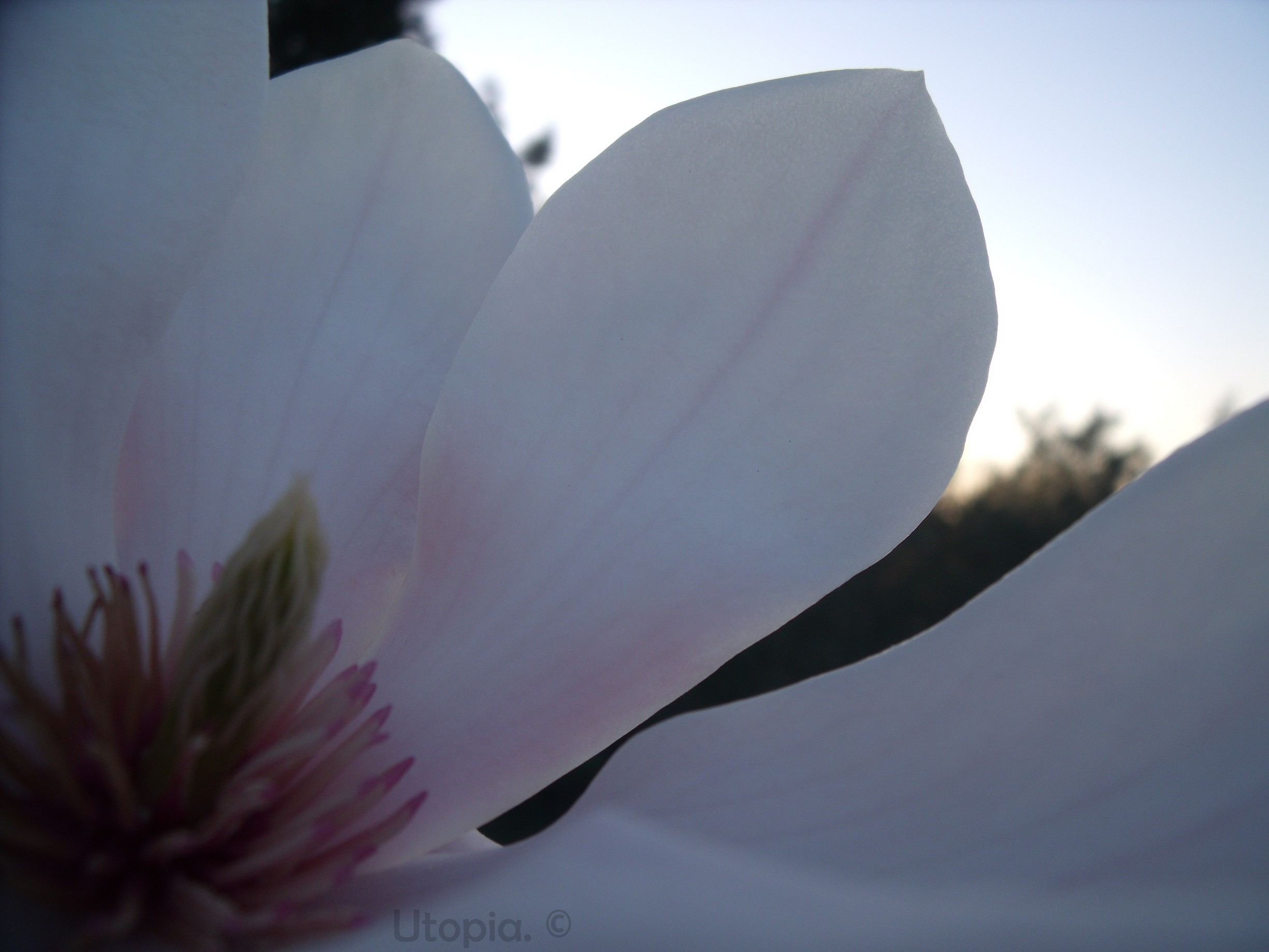 Wallpapers Nature Flowers Magnolia