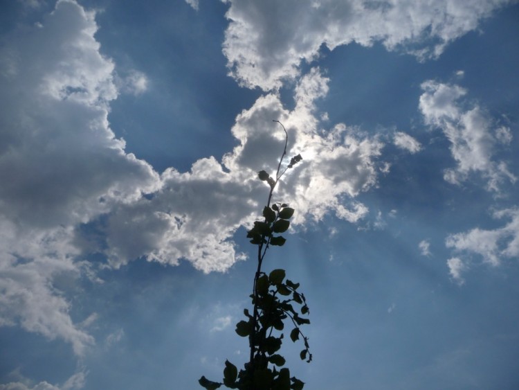 Fonds d'cran Nature Ciel - Nuages droit dans le ciel