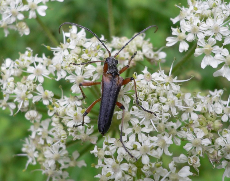 Fonds d'cran Animaux Insectes - Divers Wallpaper N236050