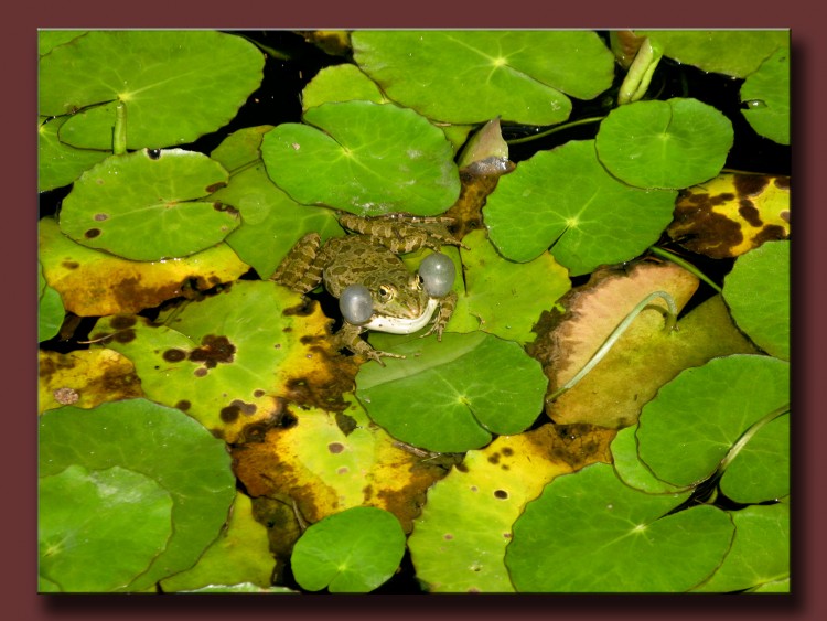 Fonds d'cran Animaux Grenouilles - Crapauds Rana esculenta maliciosus