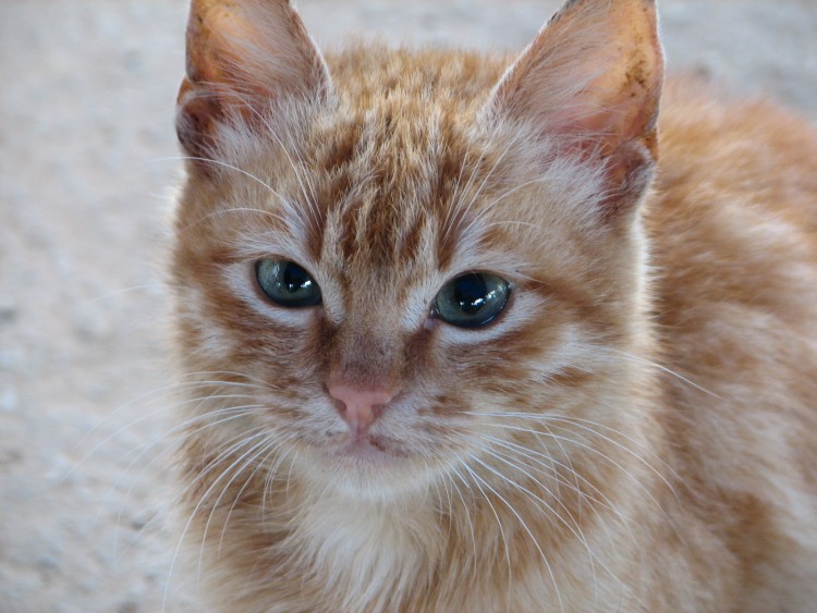 Fonds d'cran Animaux Chats - Chatons regard mignon