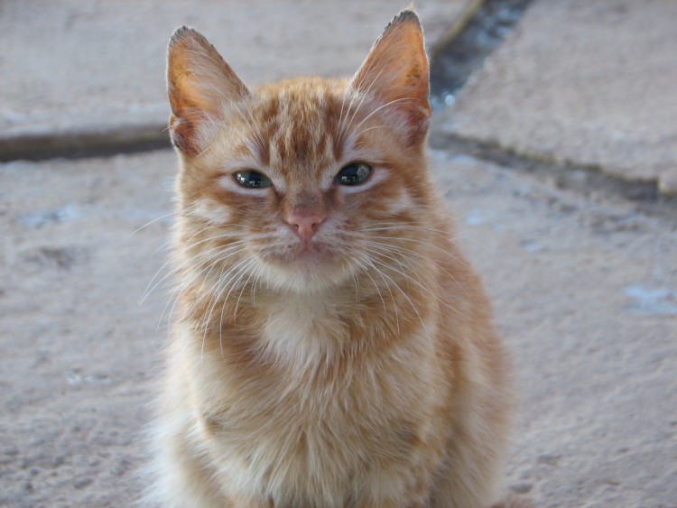 Fonds d'cran Animaux Chats - Chatons chat