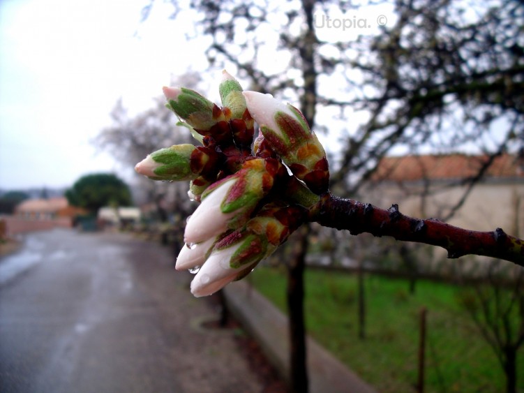 Wallpapers Nature Flowers Bouton