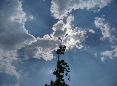 Fonds d'cran Nature droit dans le ciel