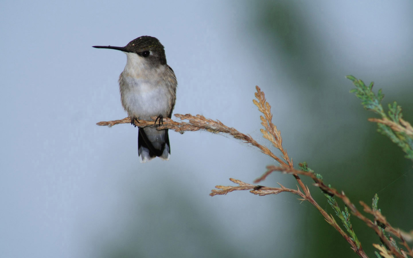 Fonds d'cran Animaux Oiseaux - Colibris Colibri en pause.