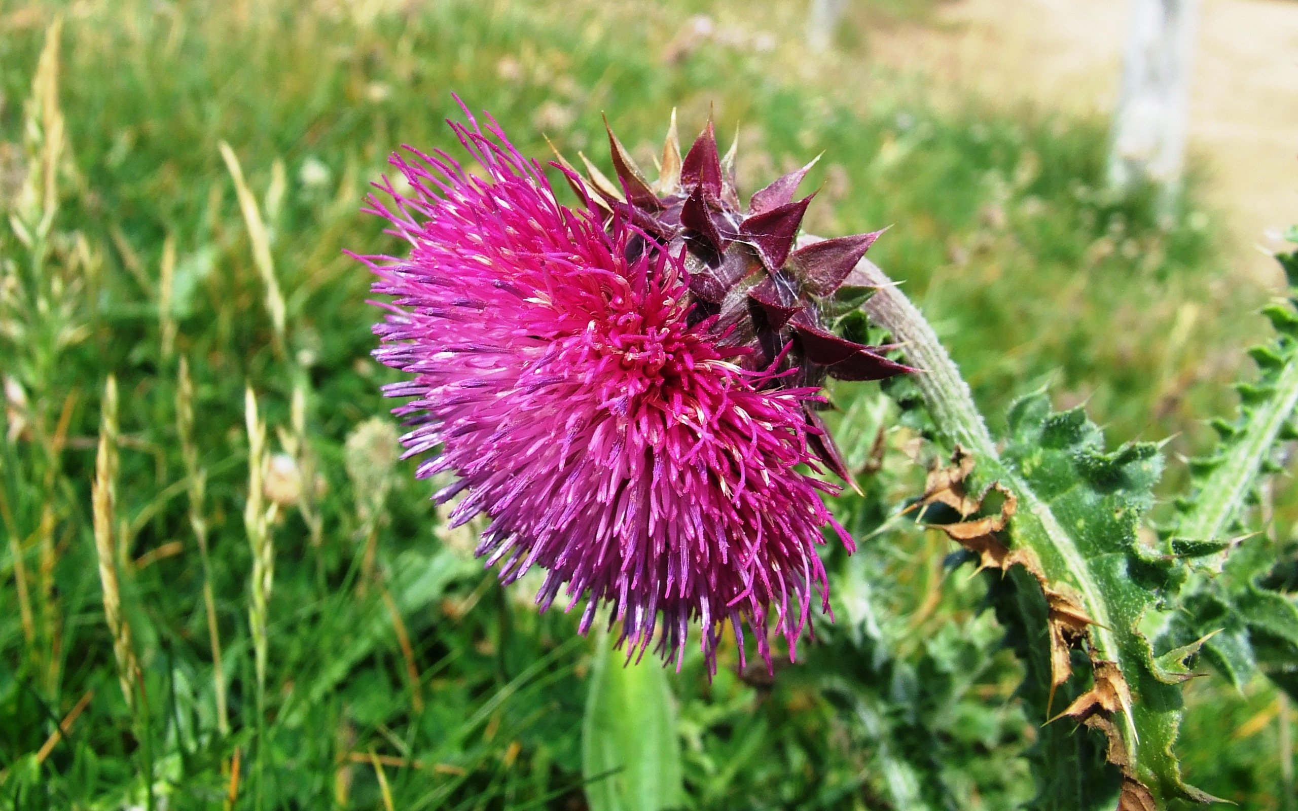 Wallpapers Nature Flowers CHARDON DE QUIBERON