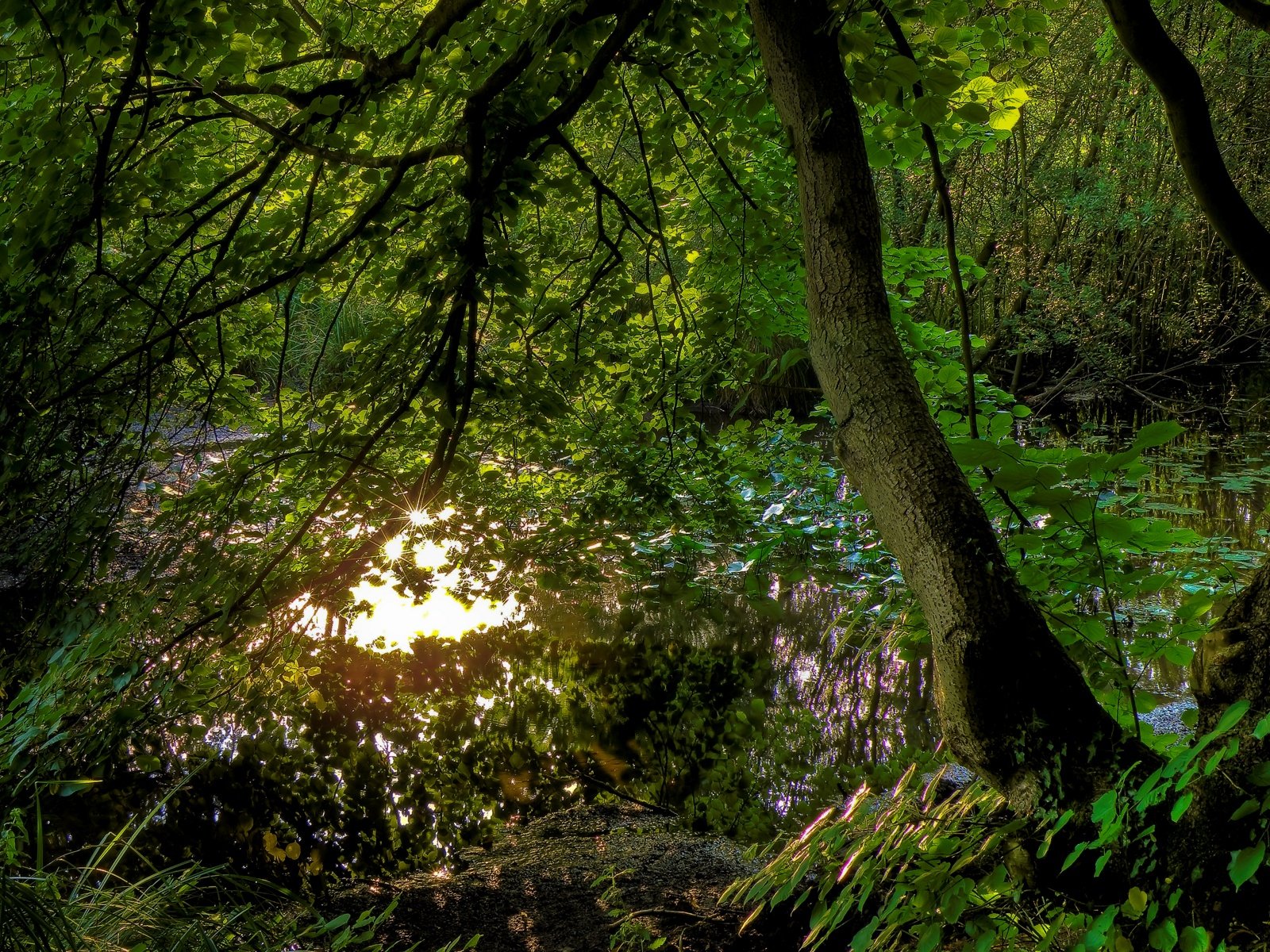 Wallpapers Nature Lakes - Ponds Etangs de Commelle