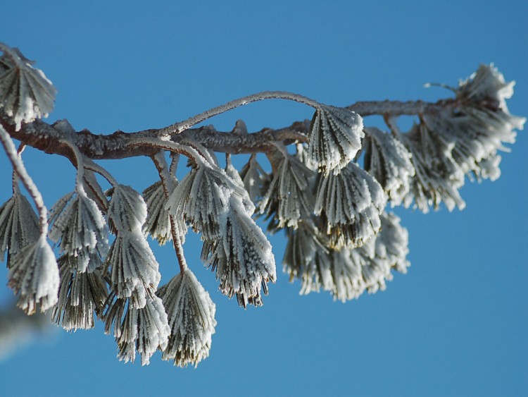 Fonds d'cran Nature Saisons - Hiver un peu de neige