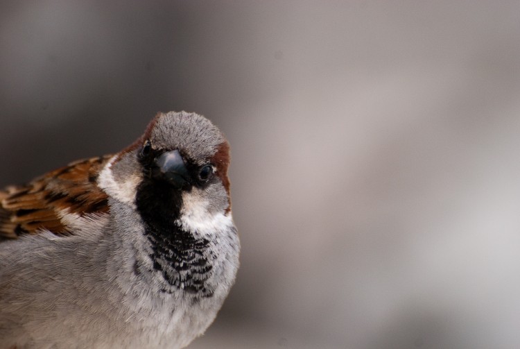 Wallpapers Animals Birds - Sparrows Cool je vais tre une star !