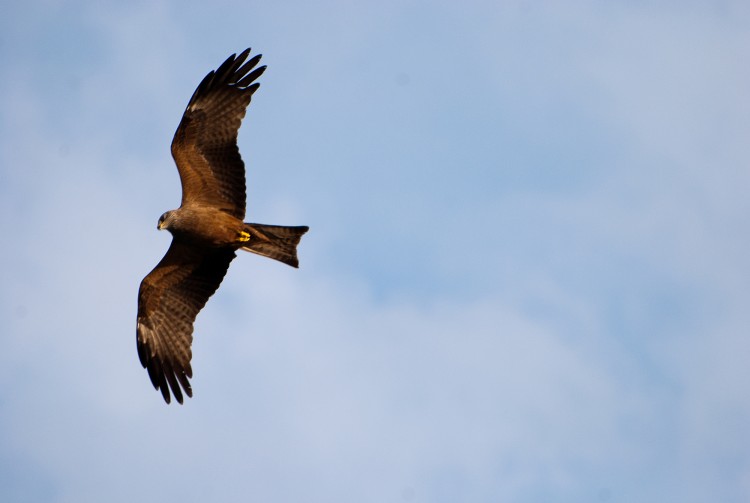 Fonds d'cran Animaux Oiseaux - Rapaces divers Vol belle oiseau vers la libert