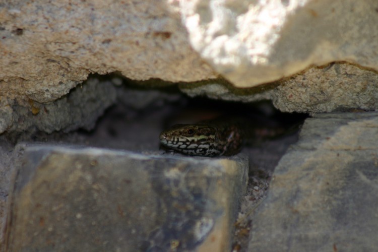 Fonds d'cran Animaux Lzards - Iguanes Lzard