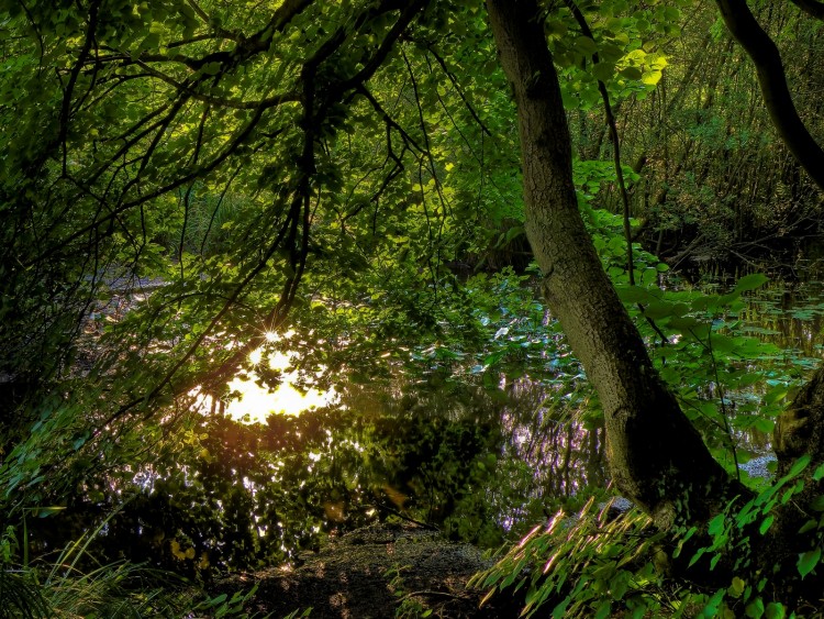 Fonds d'cran Nature Lacs - Etangs Etangs de Commelle