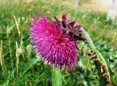 Fonds d'cran Nature CHARDON DE QUIBERON