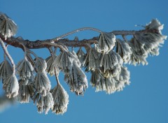 Fonds d'cran Nature un peu de neige