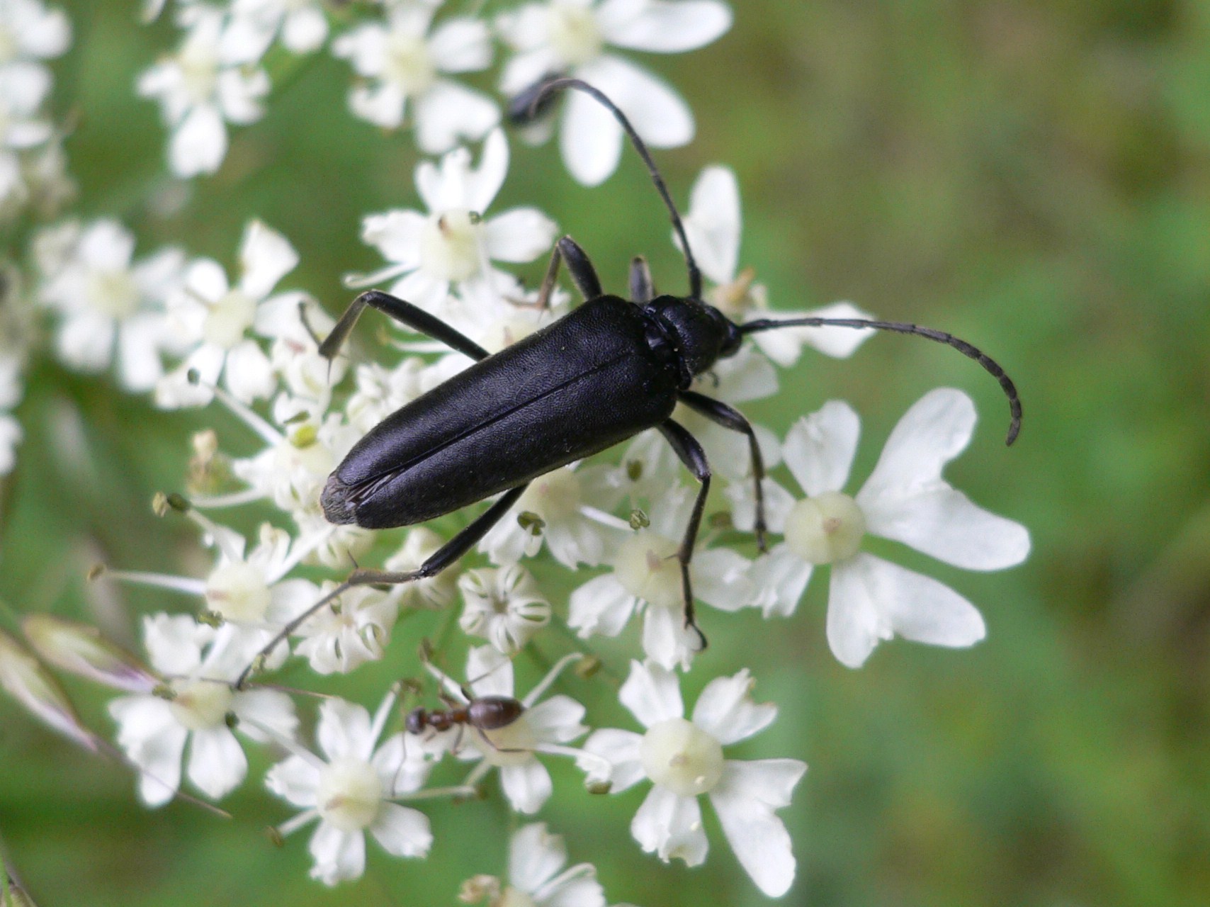 Fonds d'cran Animaux Insectes - Divers Noir sur Blanc 