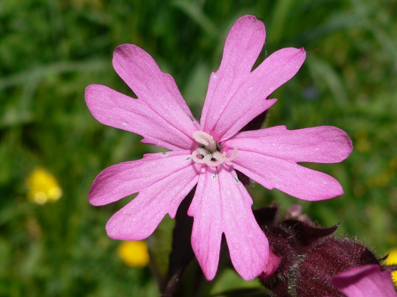 Fonds d'cran Nature Fleurs 