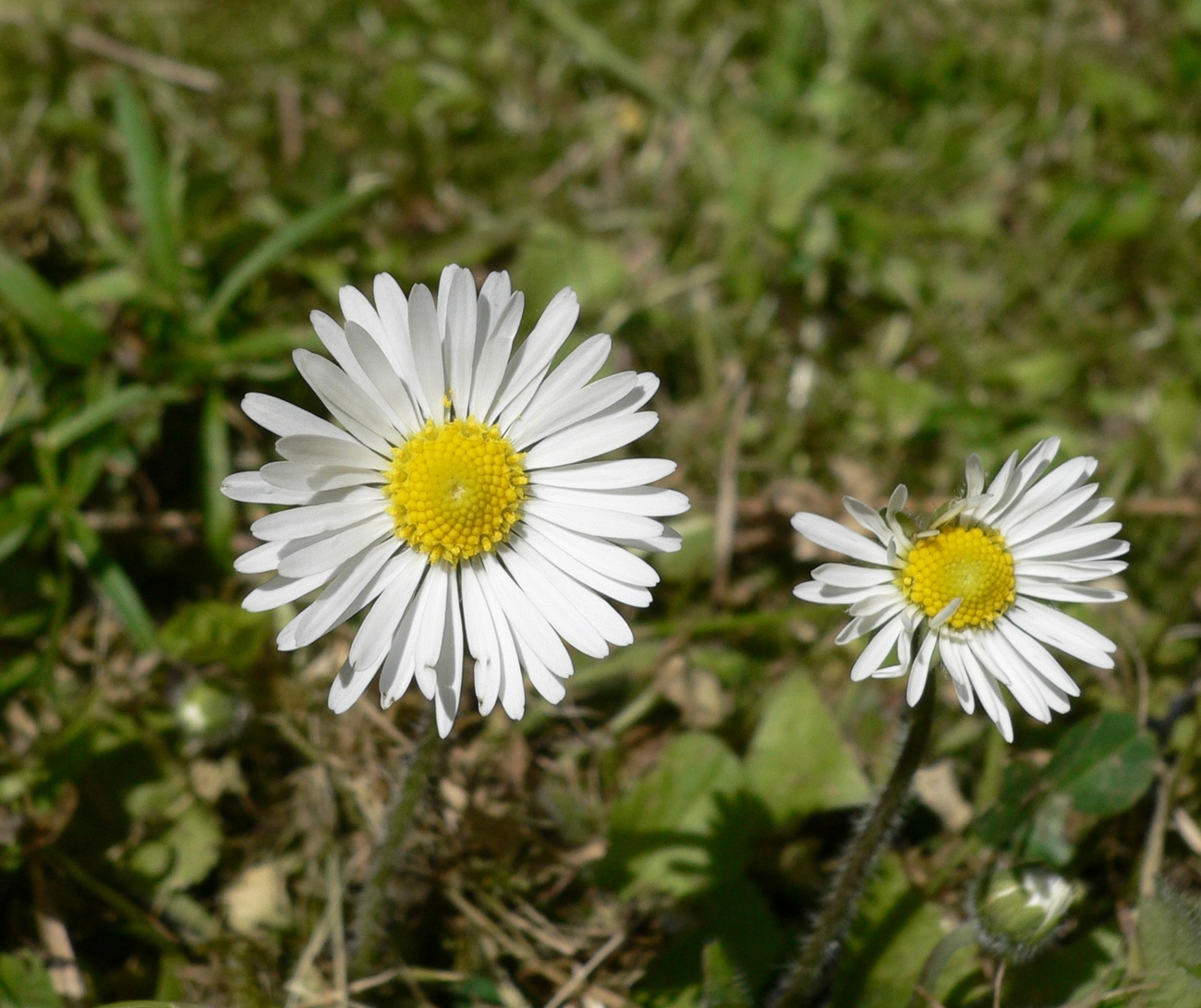 Fonds d'cran Nature Fleurs 