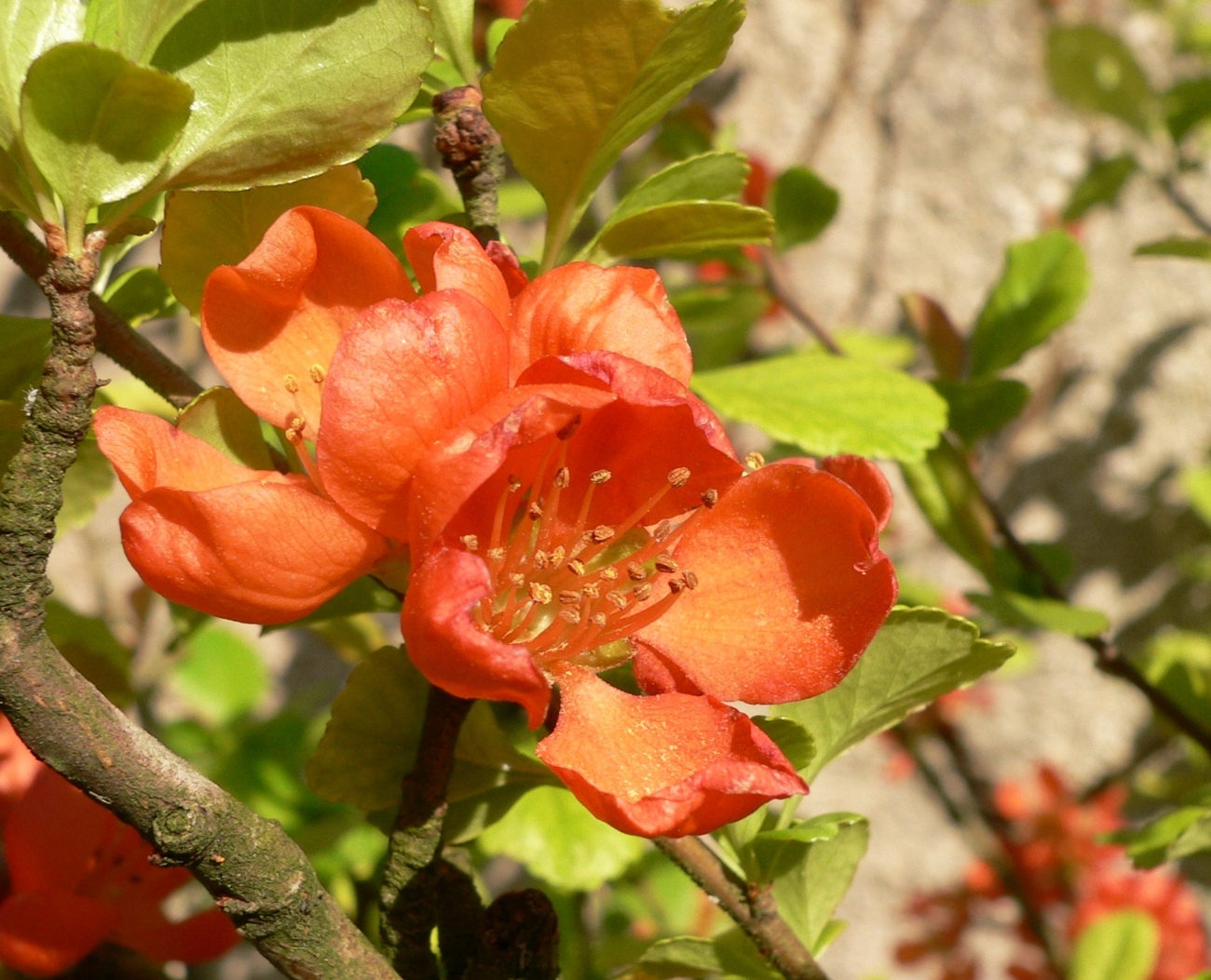 Fonds d'cran Nature Fleurs 