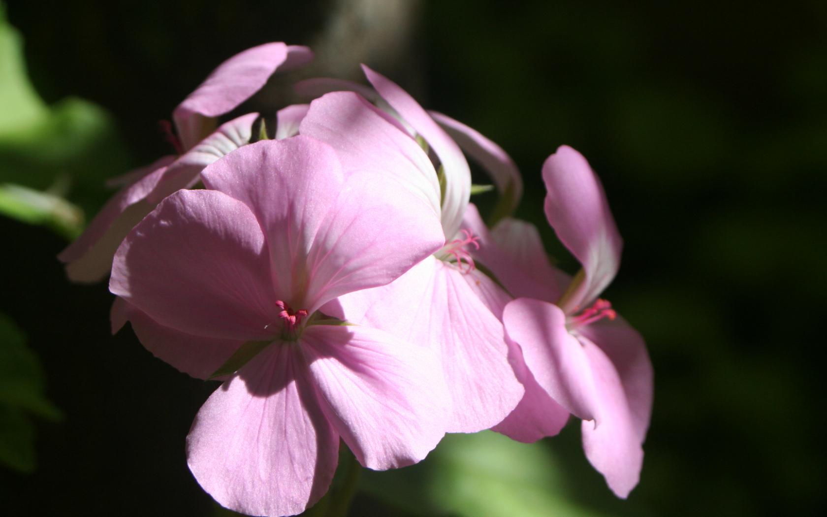 Fonds d'cran Nature Fleurs fleur