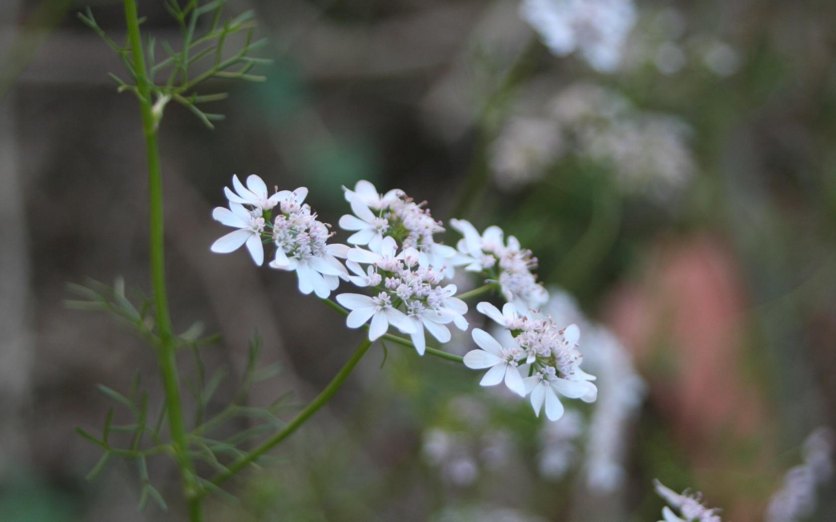 Fonds d'cran Nature Fleurs fleur