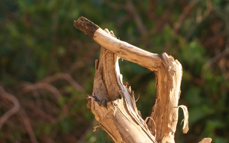 Fonds d'cran Nature Arbres - Forts tronc d'arbre