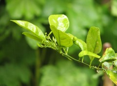 Fonds d'cran Nature feuille