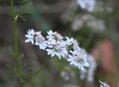 Fonds d'cran Nature fleur