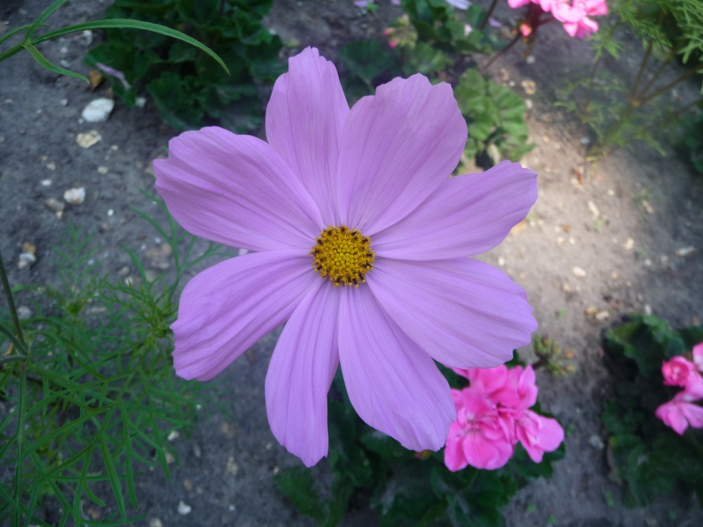 Fonds d'cran Nature Fleurs un si beau mauve