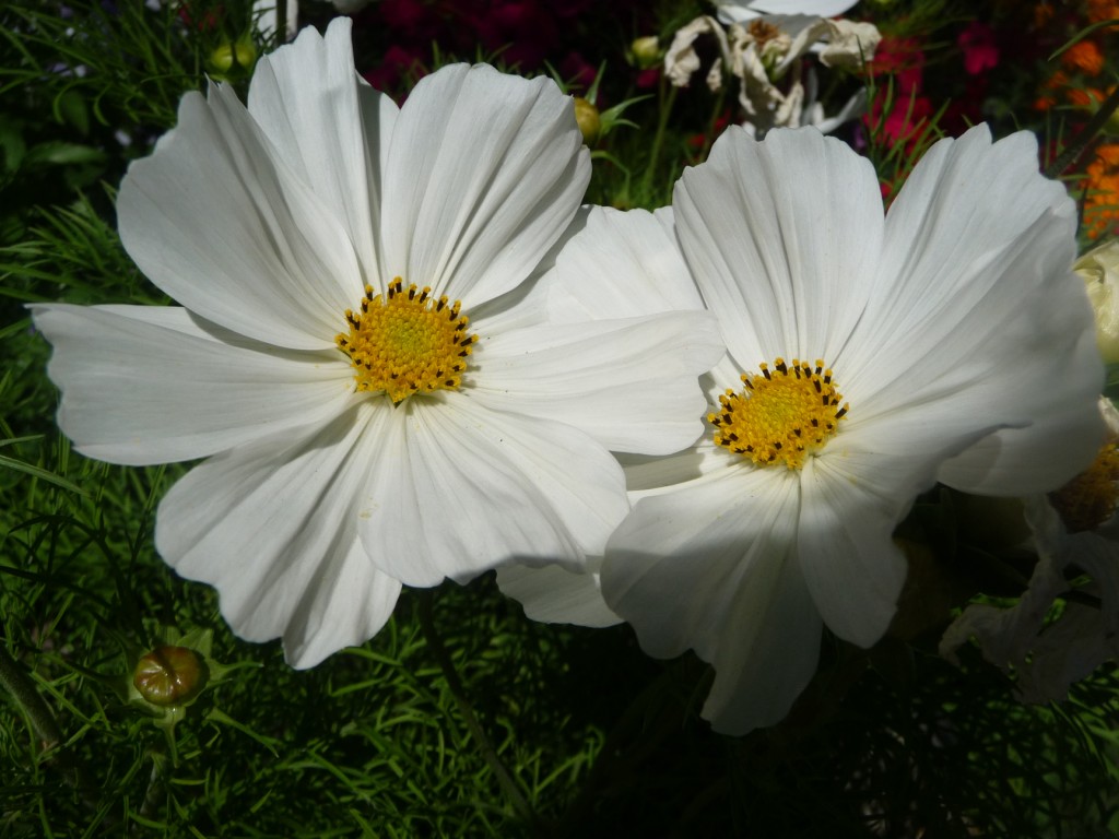 Fonds d'cran Nature Fleurs un trs beau couple