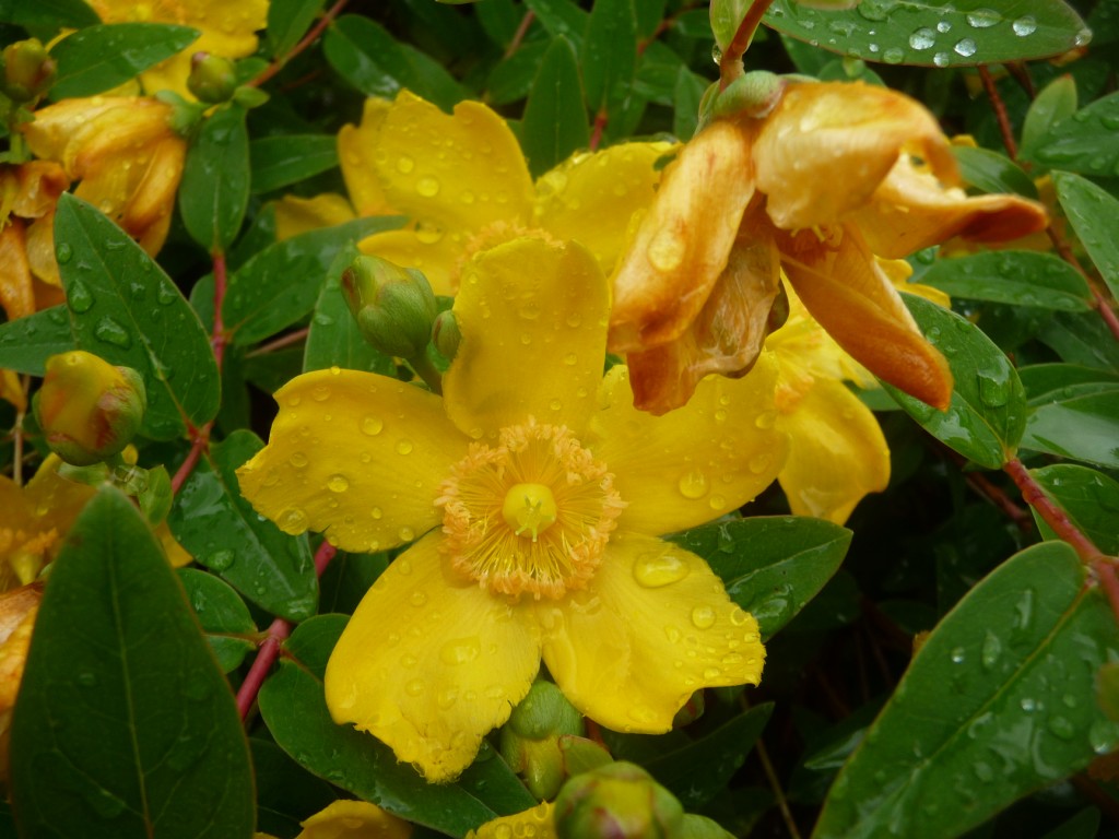 Fonds d'cran Nature Fleurs une grande tristesse