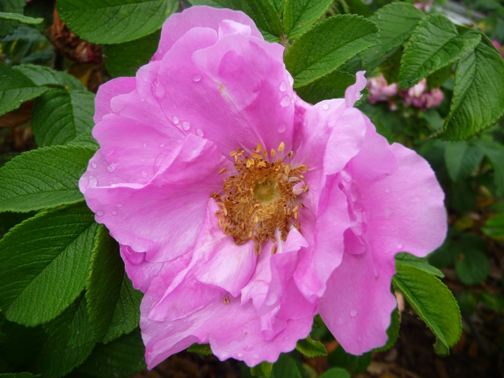 Fonds d'cran Nature Fleurs un coeur  prendre