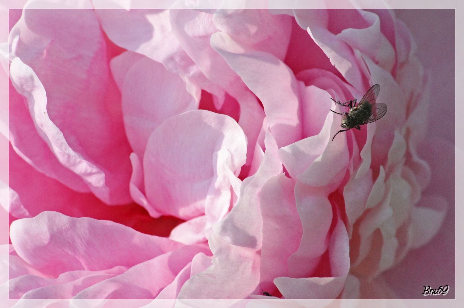 Wallpapers Animals Insects - Flies Mouche se promenant sur une rose