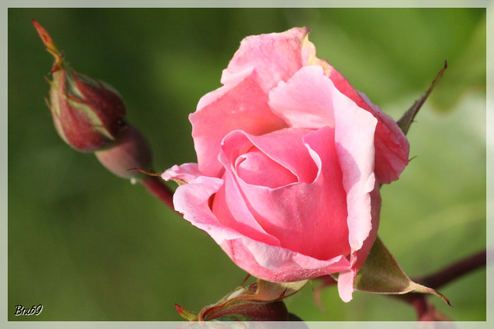 Wallpapers Nature Flowers Naissance d'une rose