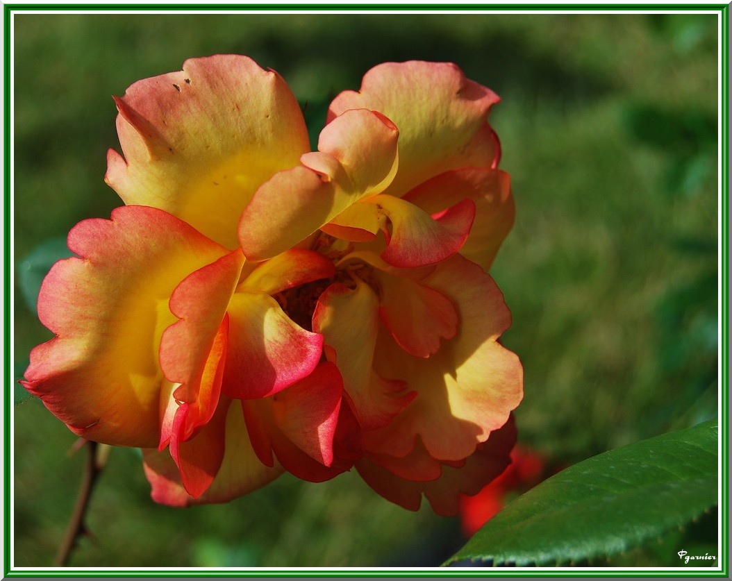 Fonds d'cran Nature Fleurs Le week-end des jardiniers au Lude