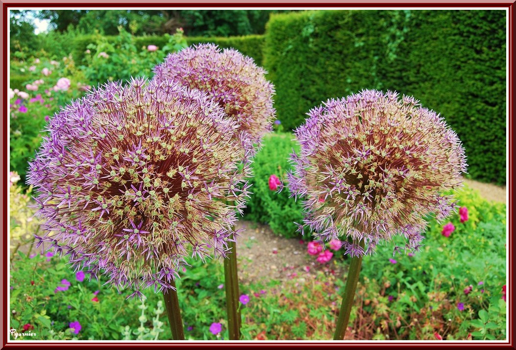 Wallpapers Nature Flowers Le week-end des jardiniers au Lude