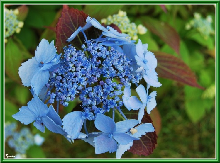 Wallpapers Nature Flowers Le week-end des jardiniers au Lude