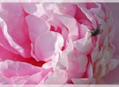 Fonds d'cran Animaux Mouche se promenant sur une rose