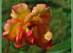 Fonds d'cran Nature Le week-end des jardiniers au Lude