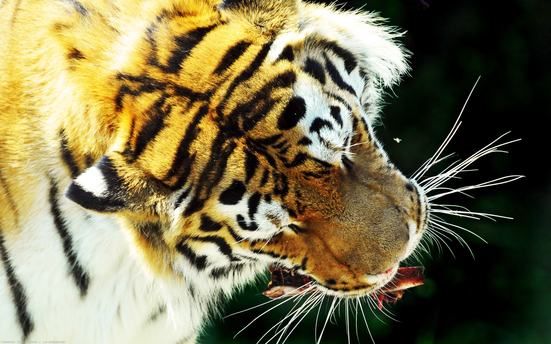 Fonds d'cran Animaux Flins - Tigres Flin vu du ciel